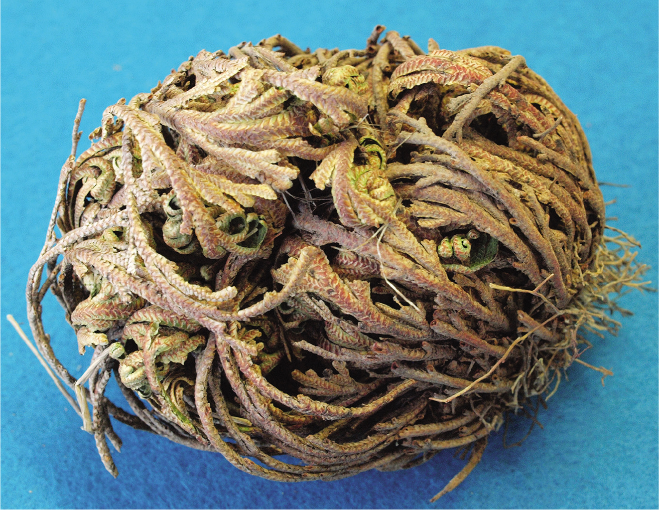 Dormant resurrection plant