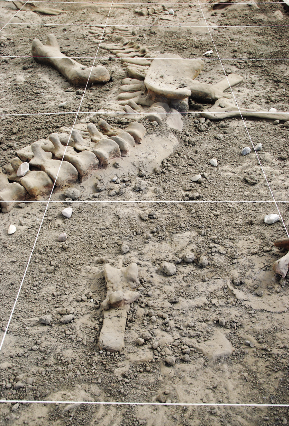 Making Critical Thinking Visible for Student Analysis and Reflection