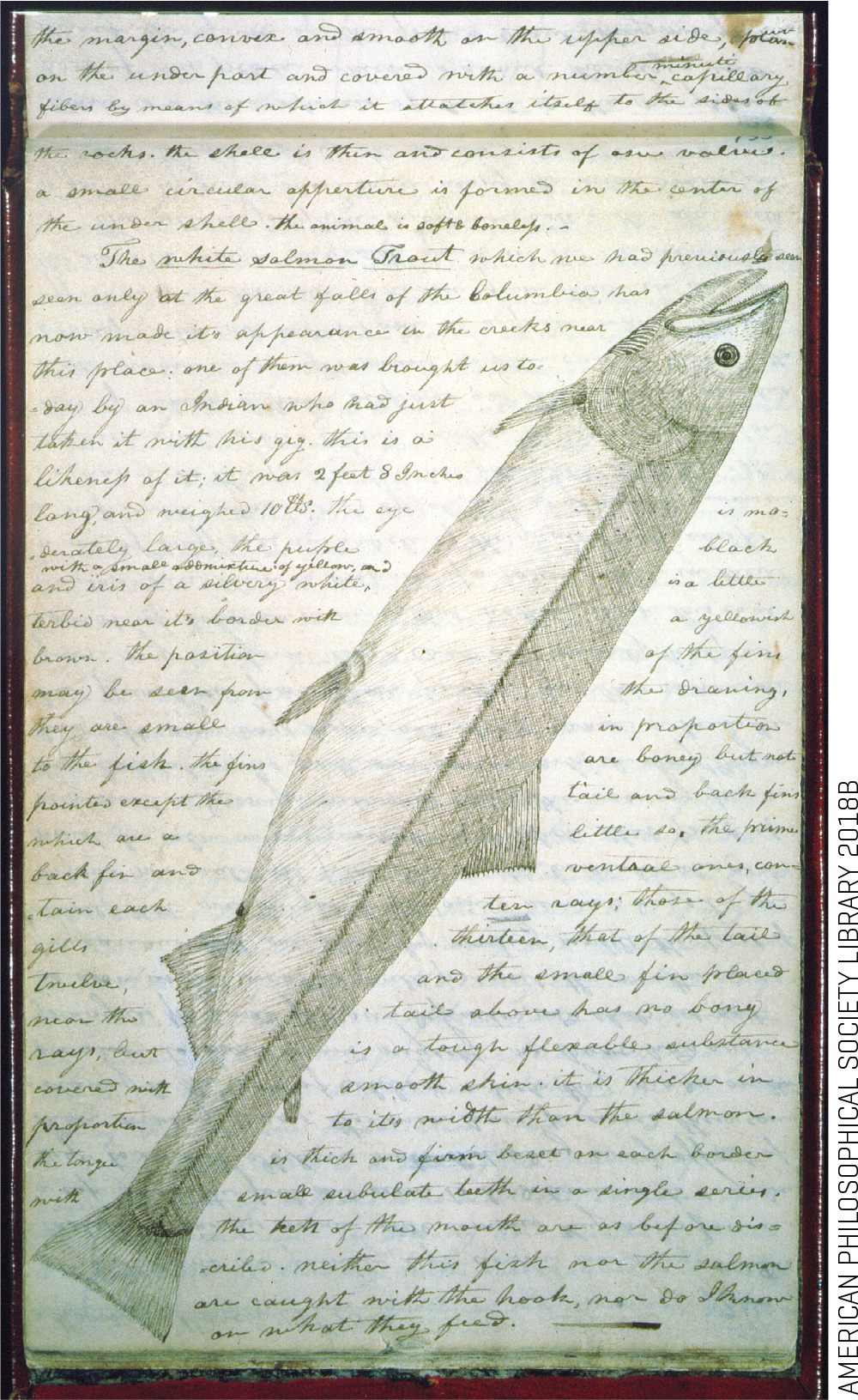 White Salmon Trout (coho salmon, Oncorhynchus kisutch)
