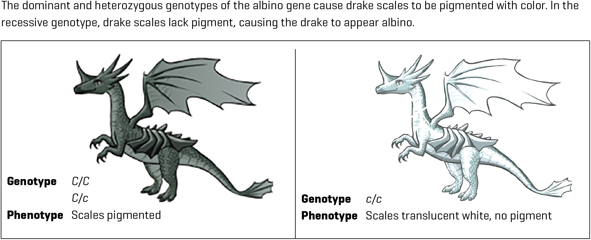 The dominant and heterozygous genotypes of the albino gene cause drake scales to be pigmented with color. In the recessive genotype, drake scales lack pigment, causing the drake to appear albino