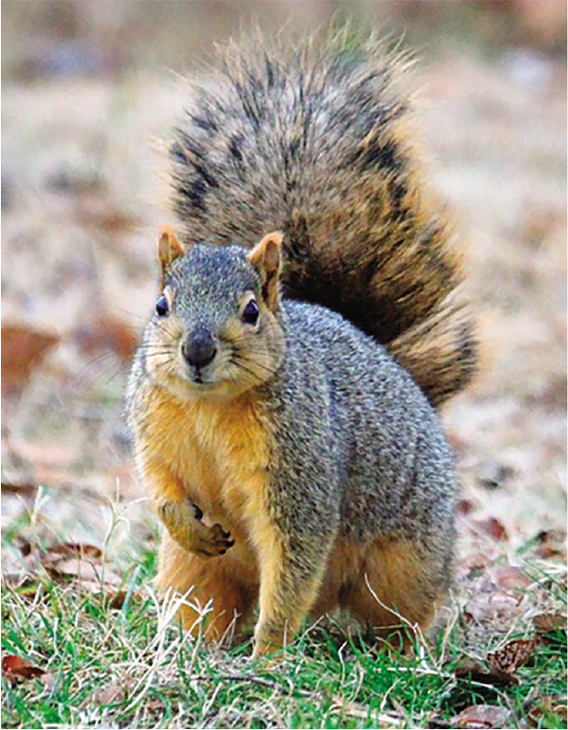 "Black" gray squirrel