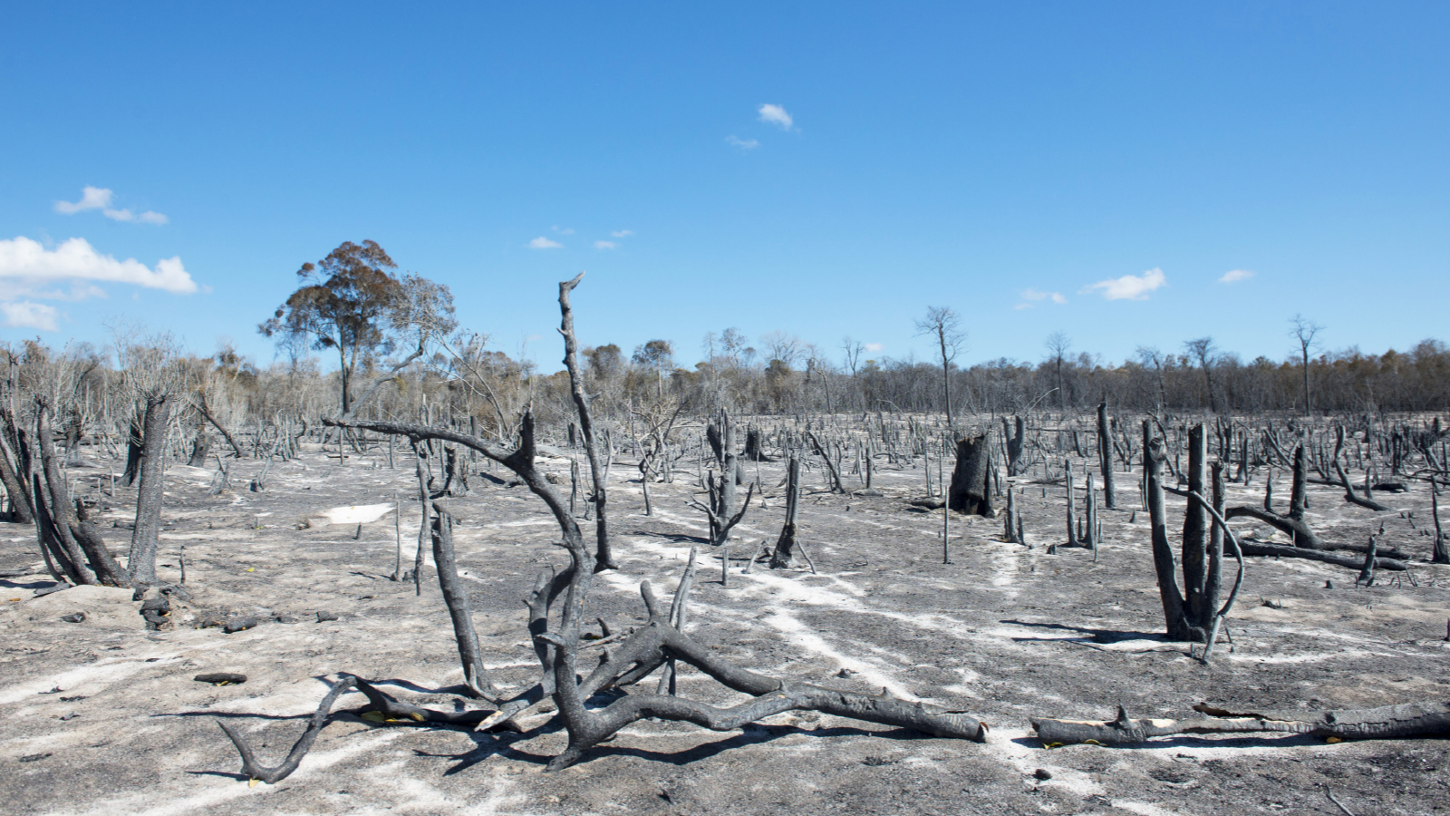 The Trouble with Tavy