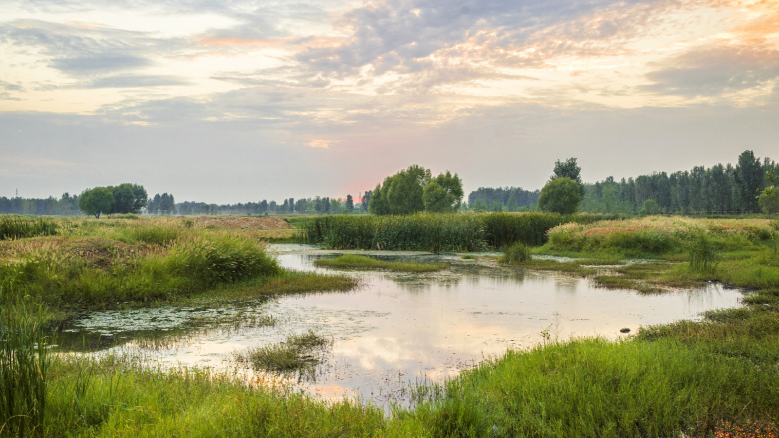 Why Wetlands Matter
