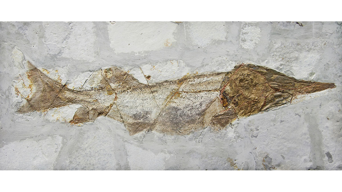 Biological Diversity