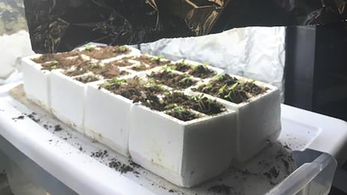 An Expanded Observe-Wonder-Learn