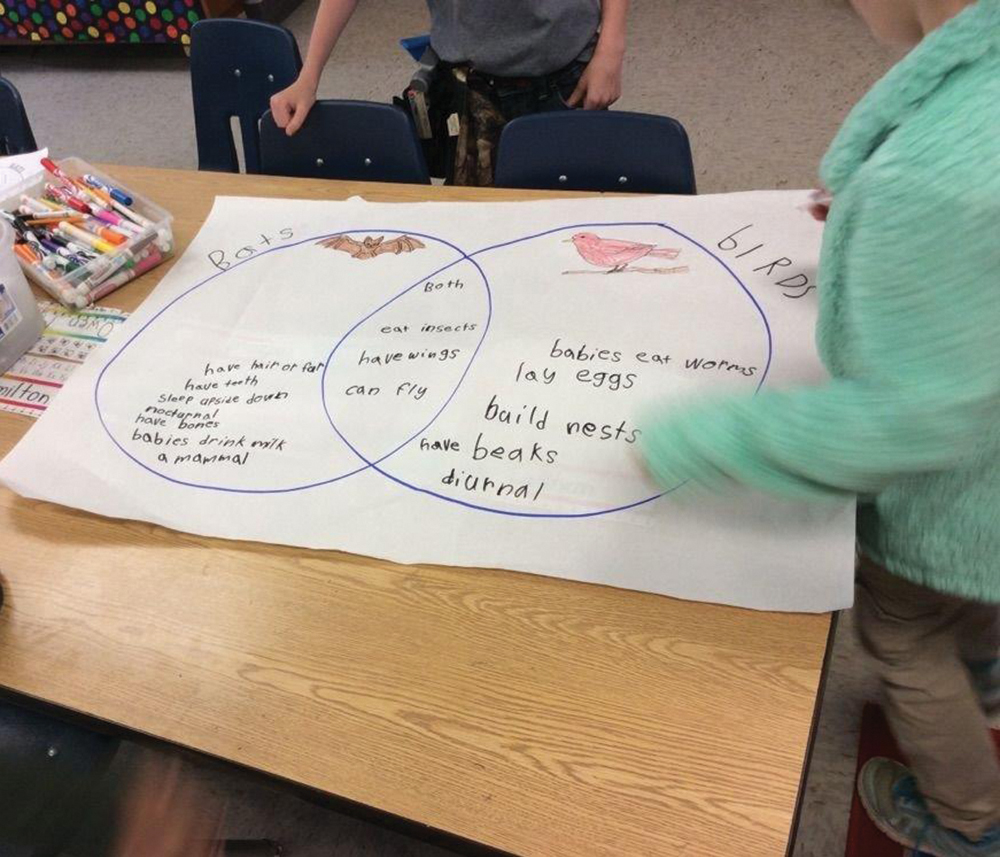 Students make a Venn diagram comparing bats and birds.