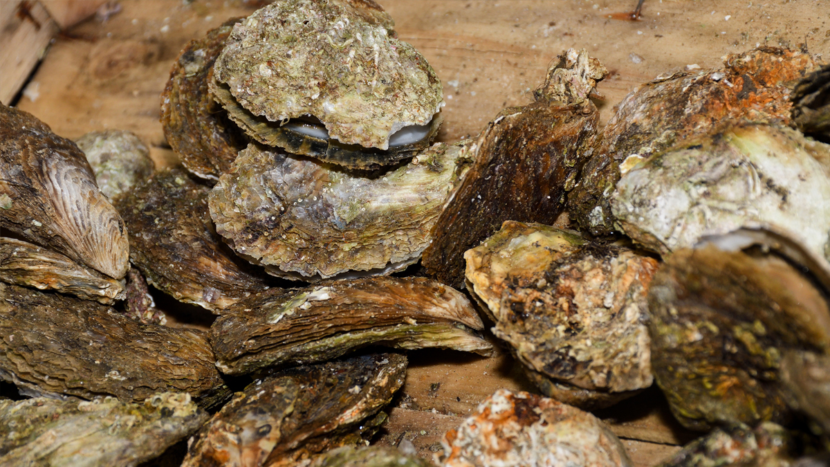 How Does Climate Change Affect Oyster Populations?
