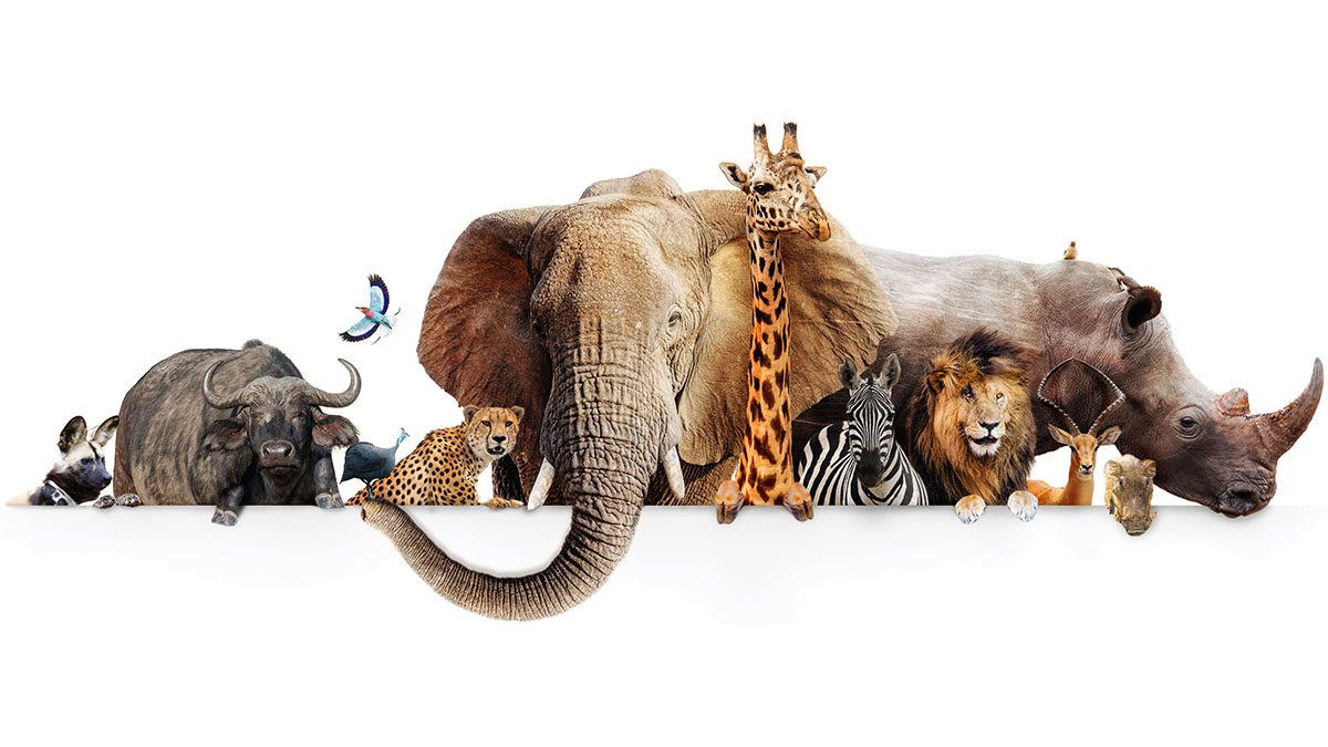 Discovering Diversity