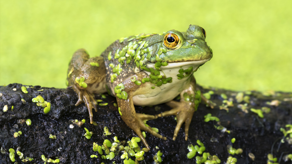 Hop Into Spring With Amphibian Citizen Science