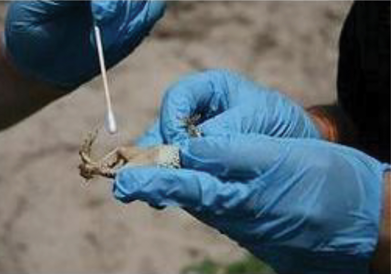 An amphibian is swabbed to test for the Chytrid fungus as part of the Amphibian Conservation and Education Project