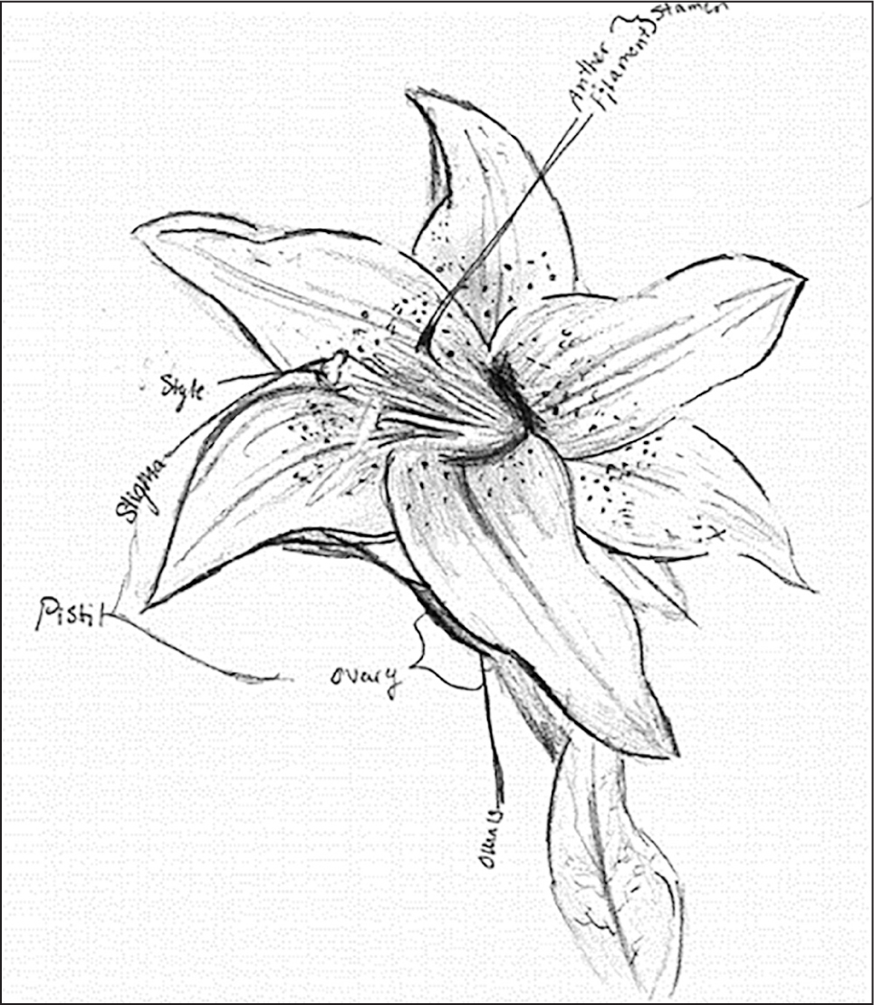 A scientific sketch of the lily by a student with considerable artistic experience and skill