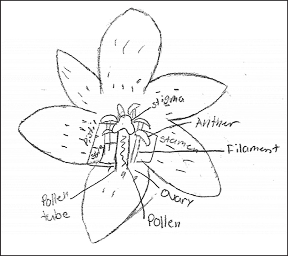 A scientific sketch of the lily by a student with typical artistic experience and skill