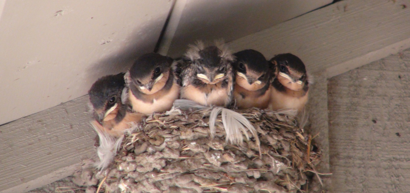 Barn swallows