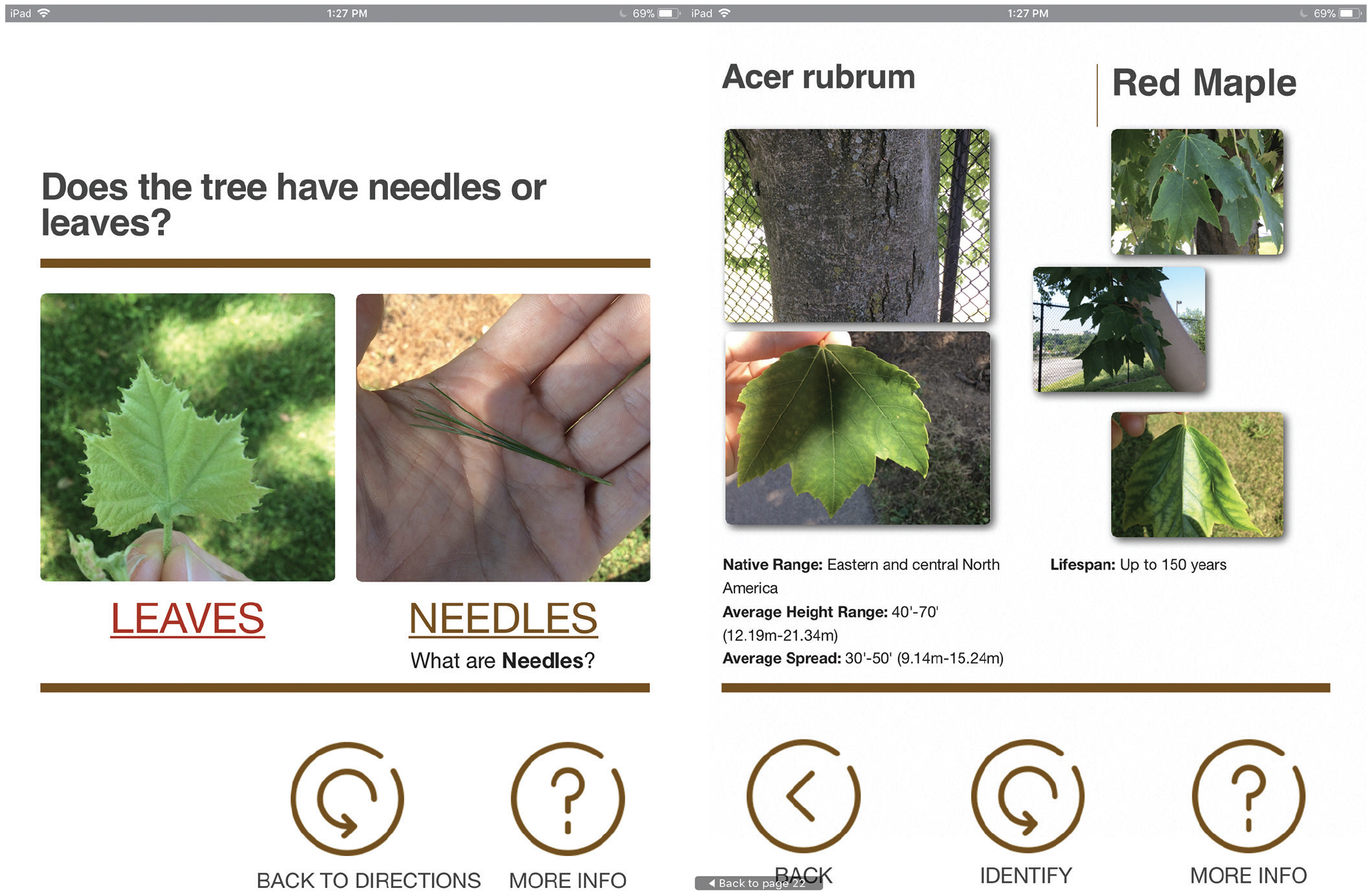 Custom tree dichotomous key for students to identify tree species during outside data collection