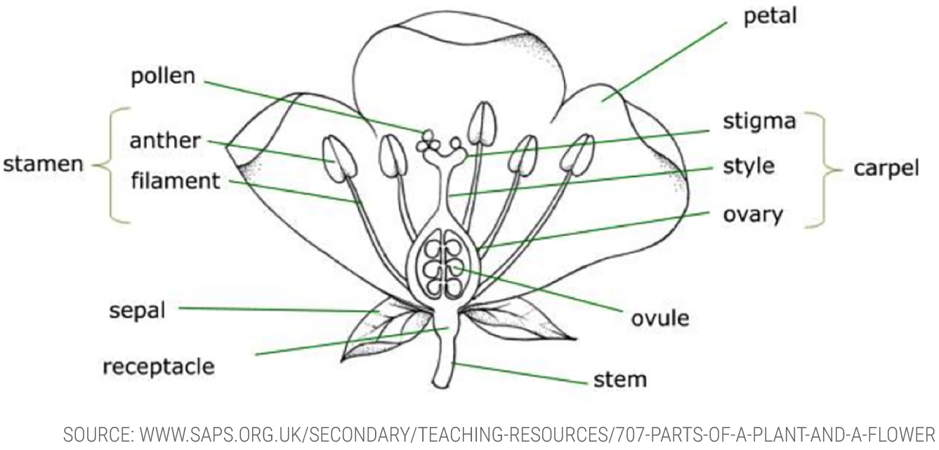 Parts of a plant and a flower