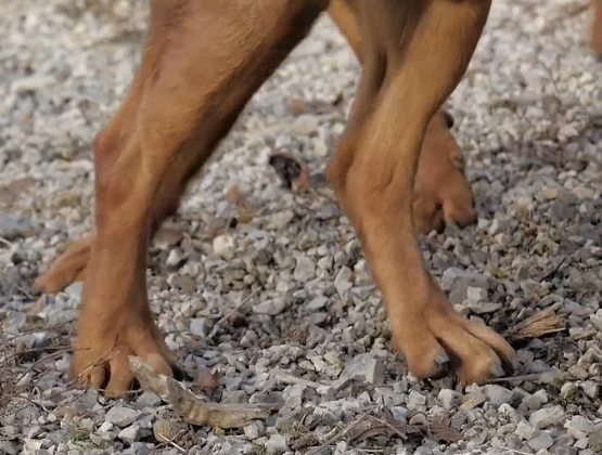 Dog Feet