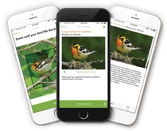 eBird displayed on cell phones