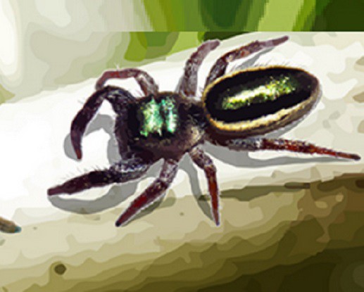 adult
