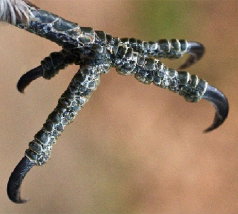 Woodpecket Foot