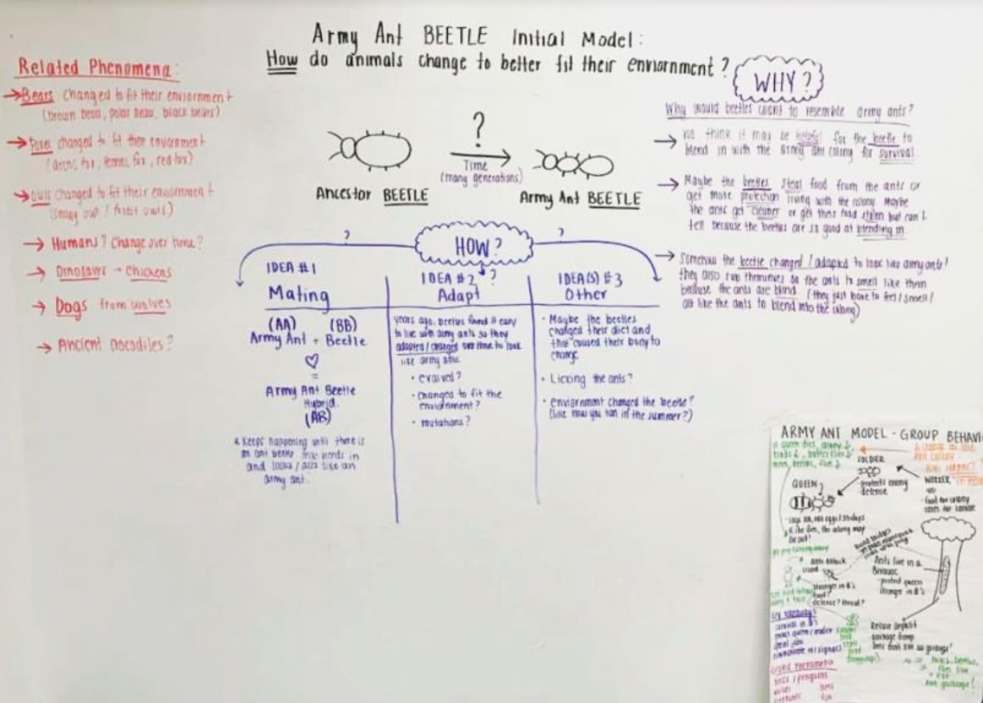 Student initial model for natural selection with brainstormed related phenomena