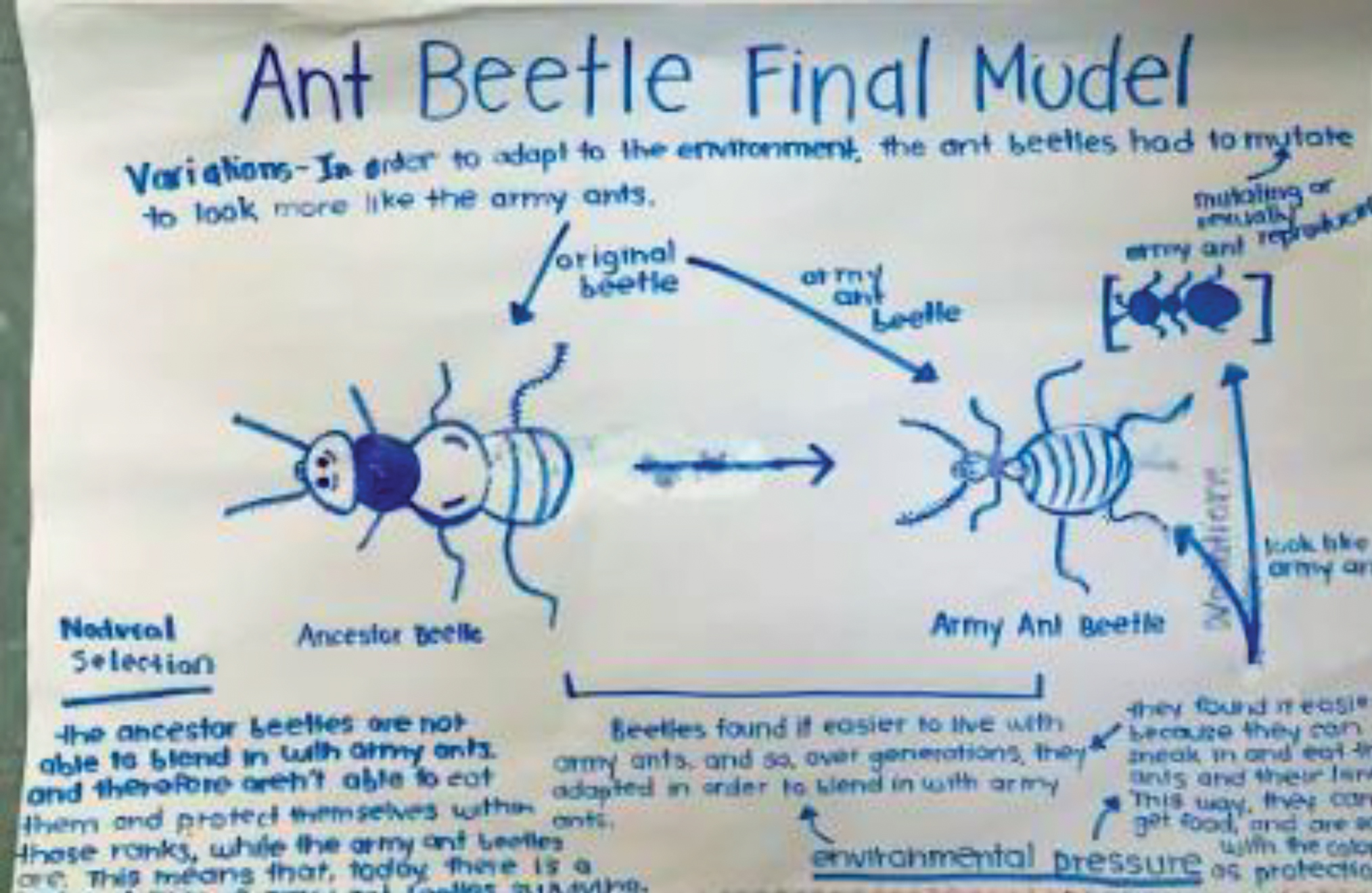 Student revised model for natural selection