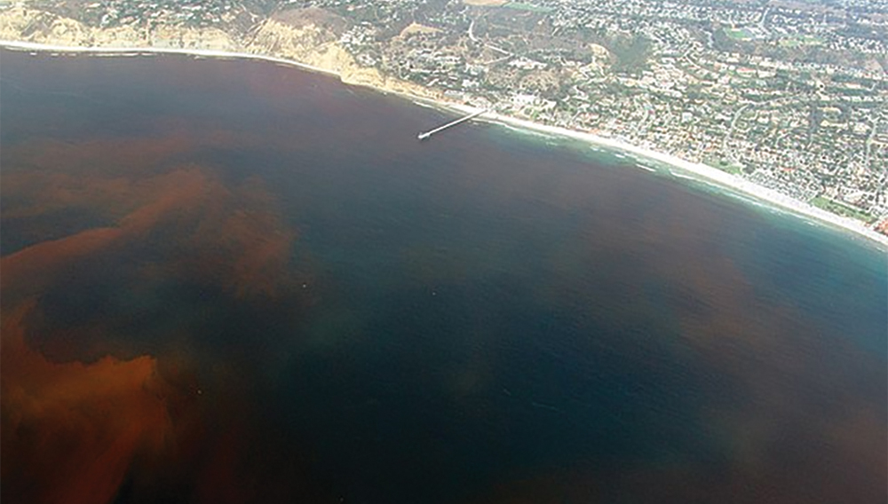 Red Tide caused by Dinoflagellates off the Scripps Institution of Oceanography Pier, La Jolla, California.