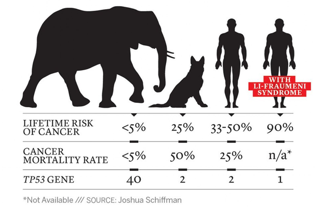 Cancer Risk Among Different Species