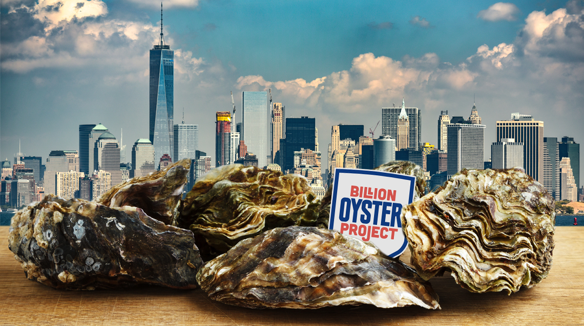 The Billion Oyster Project | NSTA