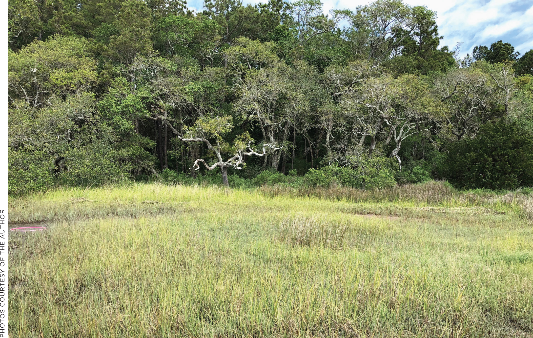 Students viewed a marsh area where previous students had planted Spartina.