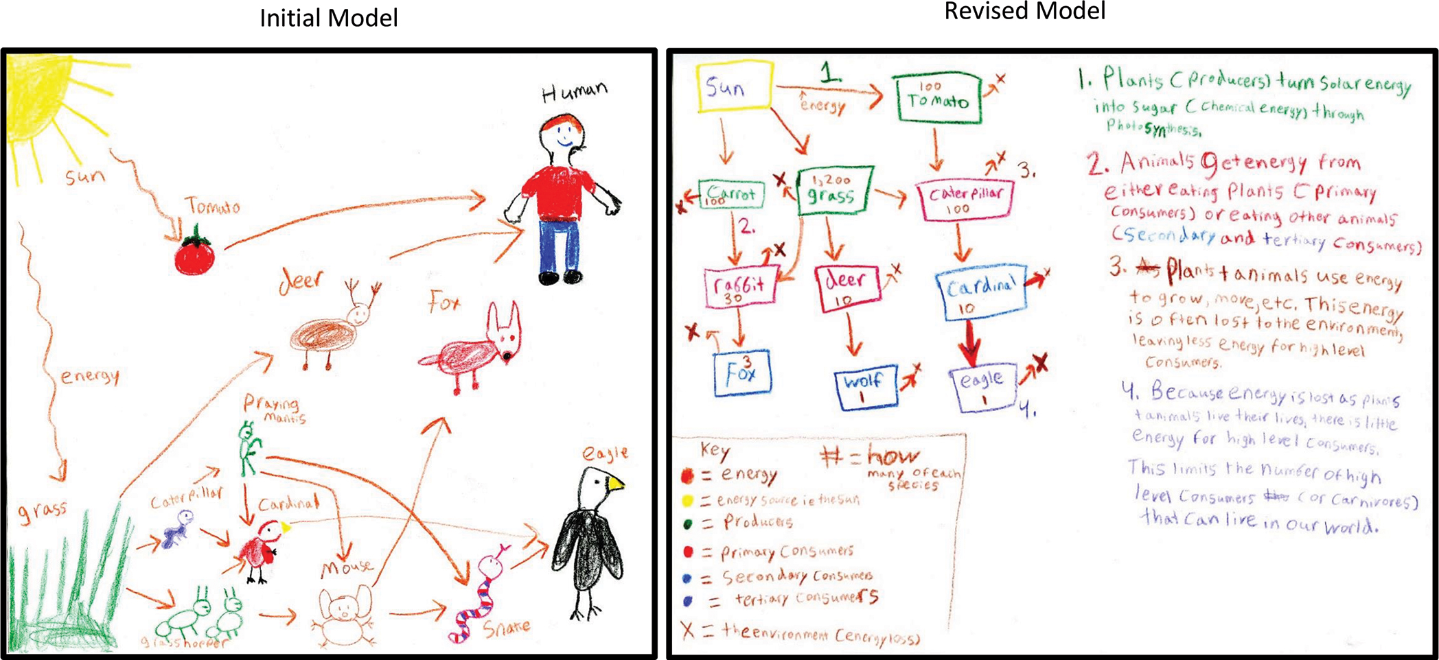 Student food web models (initial and revised)