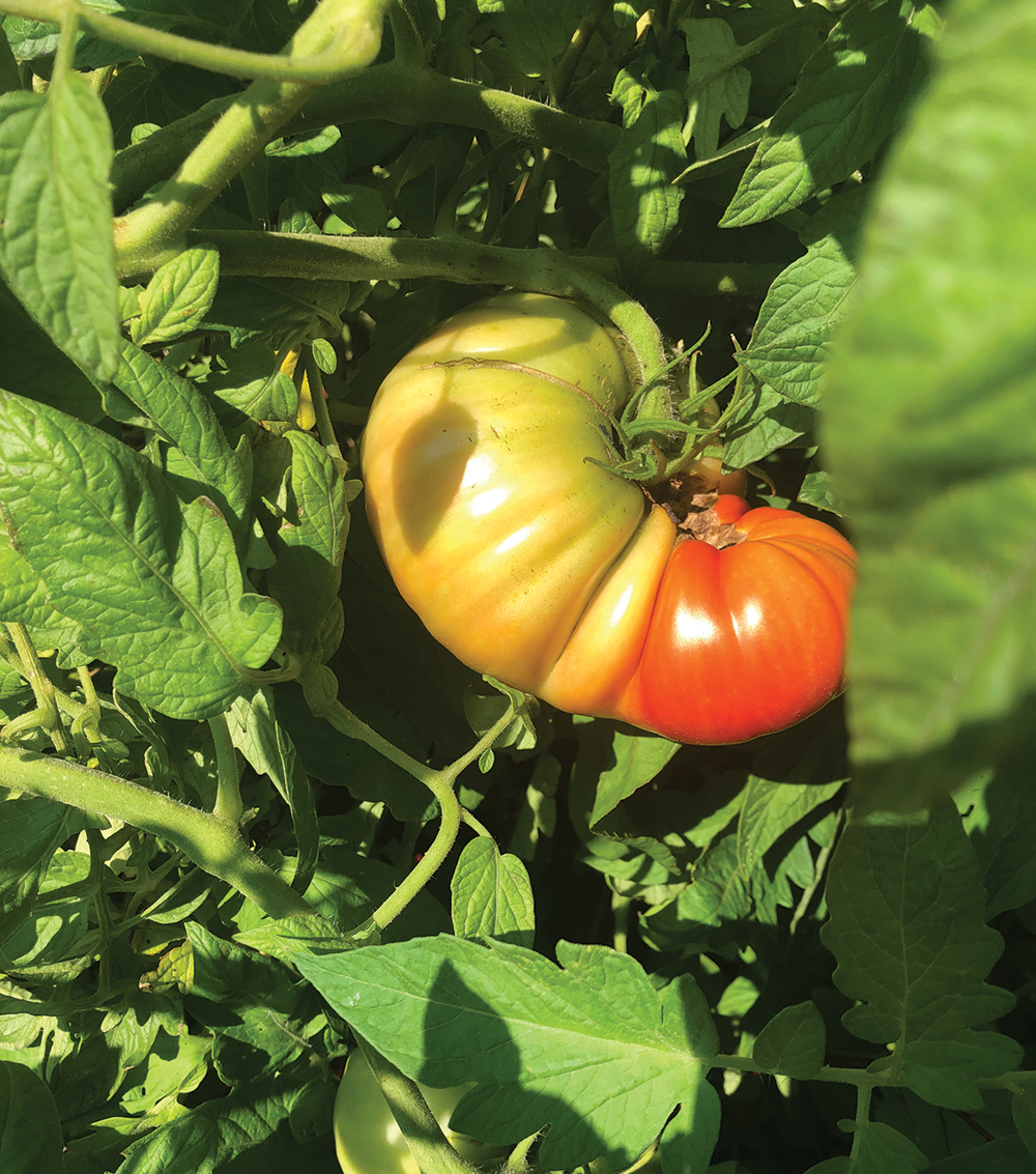 Tomato plant (photo courtesy of the author).