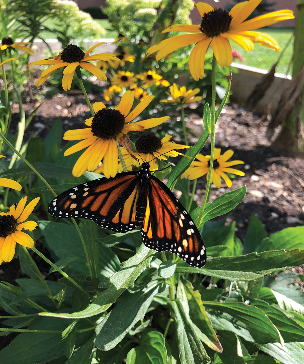 Monarch butterfly (photo courtesy of the author). 