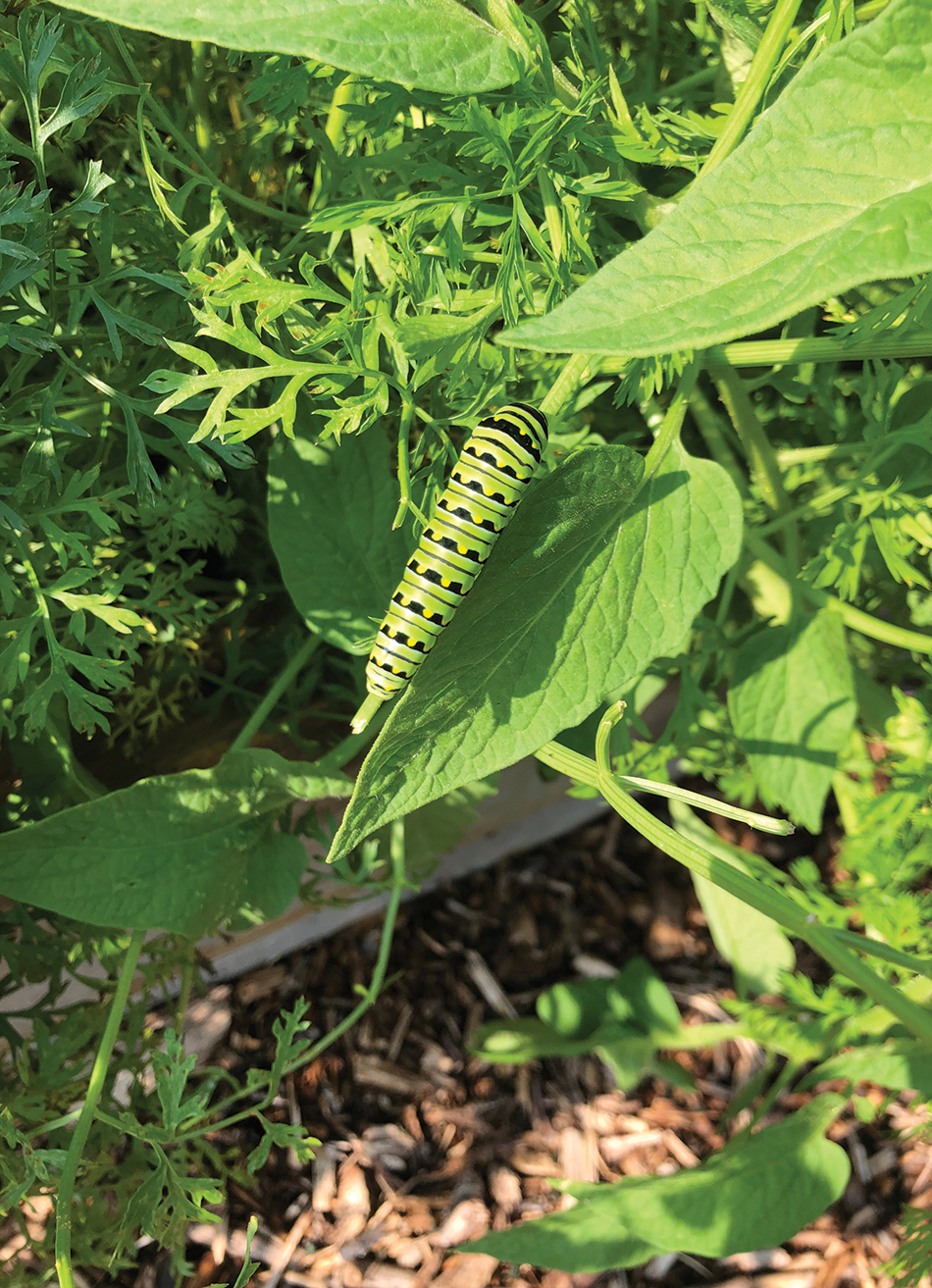 Caterpillar (photo courtesy of the author).