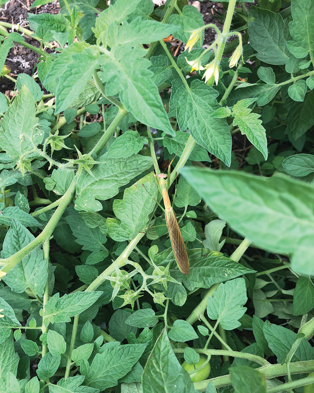 Praying mantis (photo courtesy of the author).