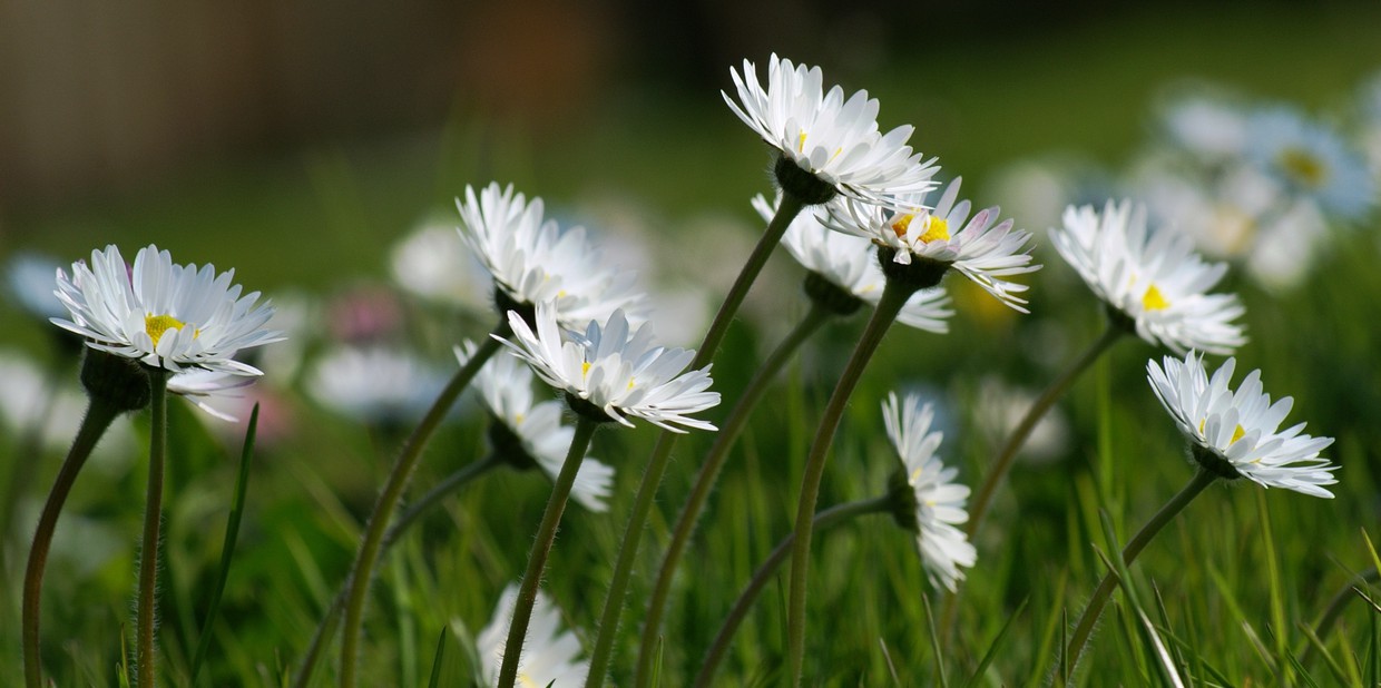 Daisy Flowers