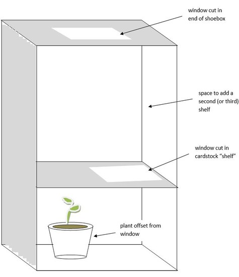 Plant Growth in a Box