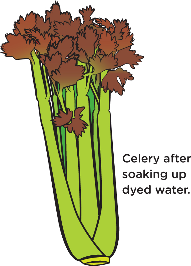 Celery after soaking up dyed water.