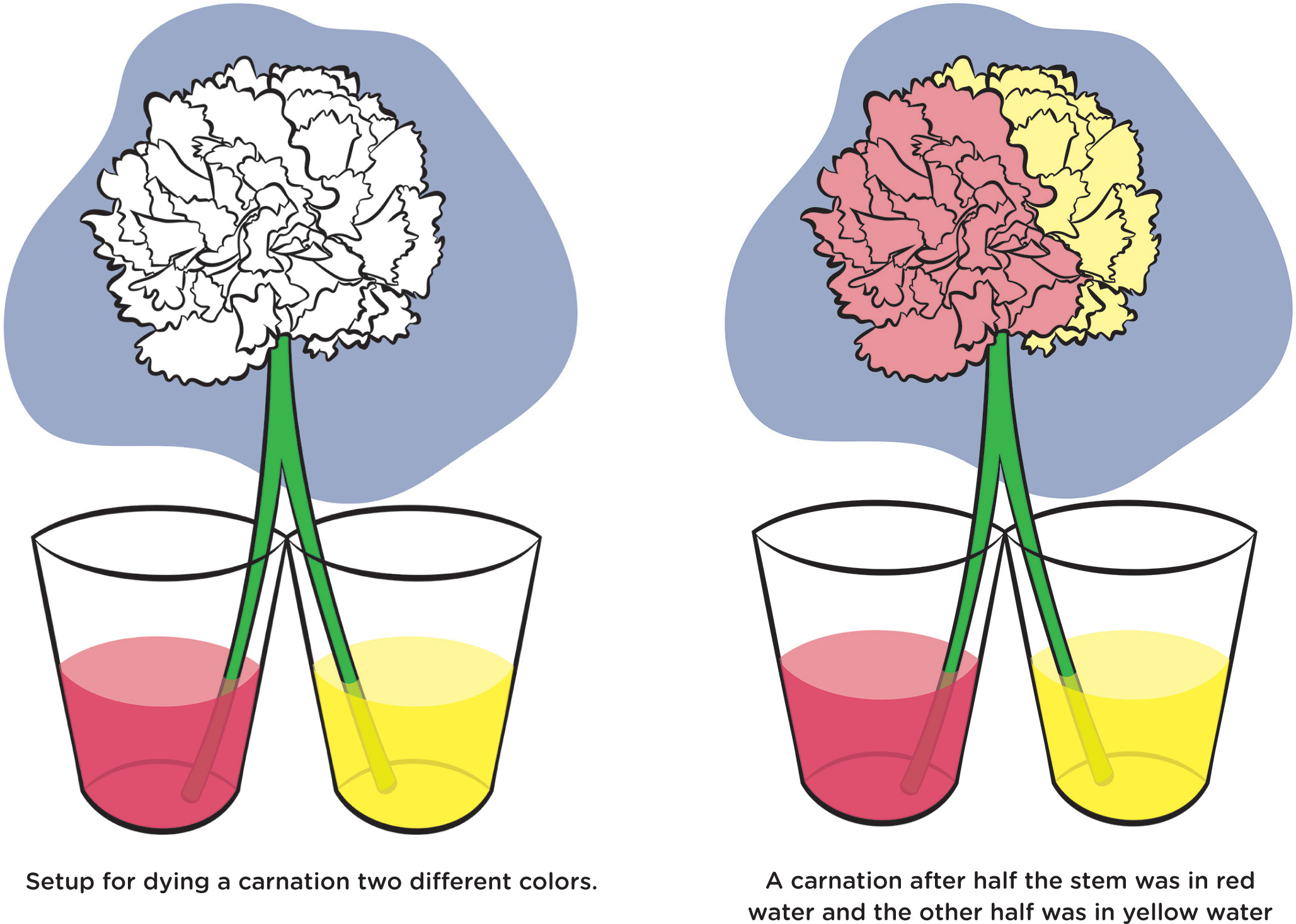 Setup for dying a carnation two different colors.