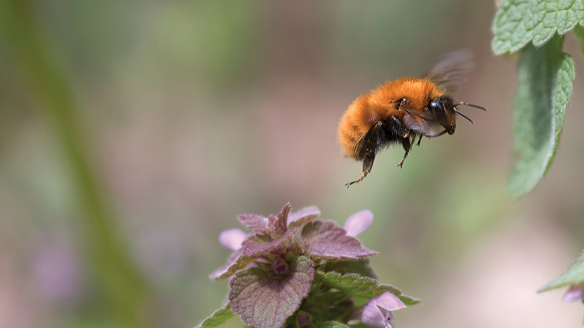 Flight of the Bumblebee