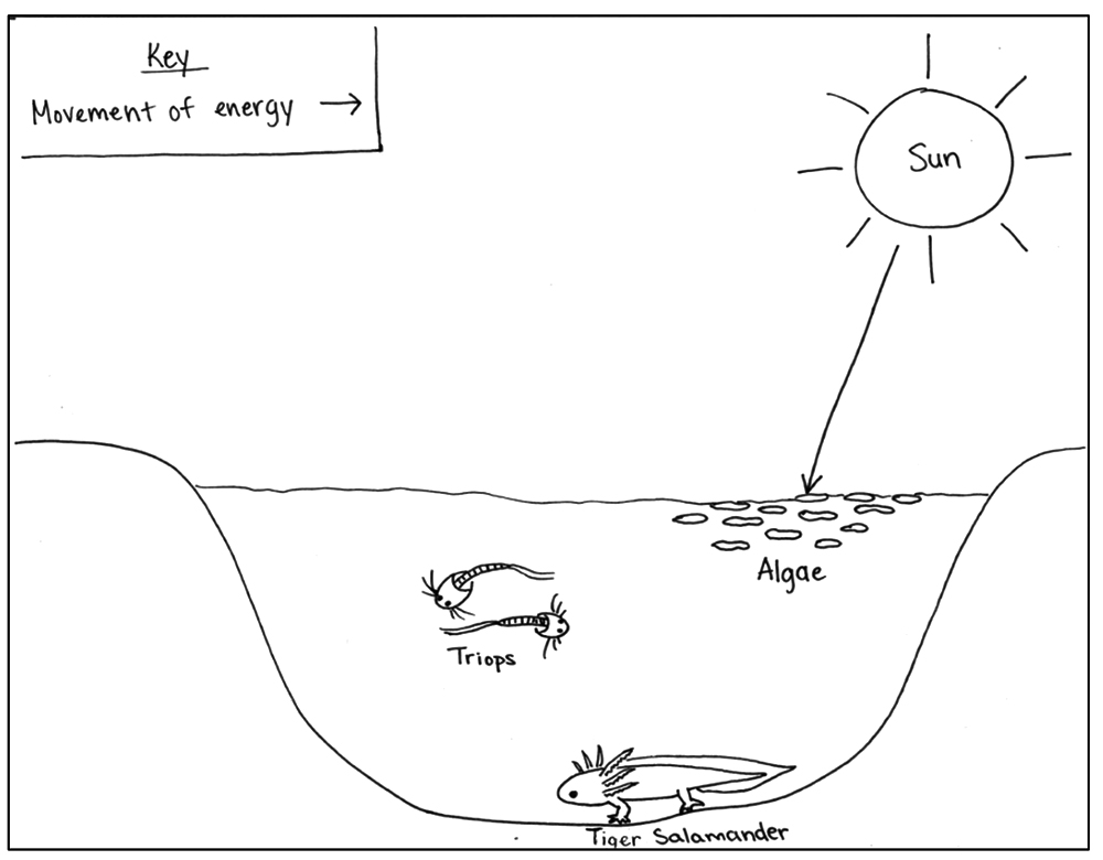 Sample student model of energy transfer in the vernal pool ecosystem.