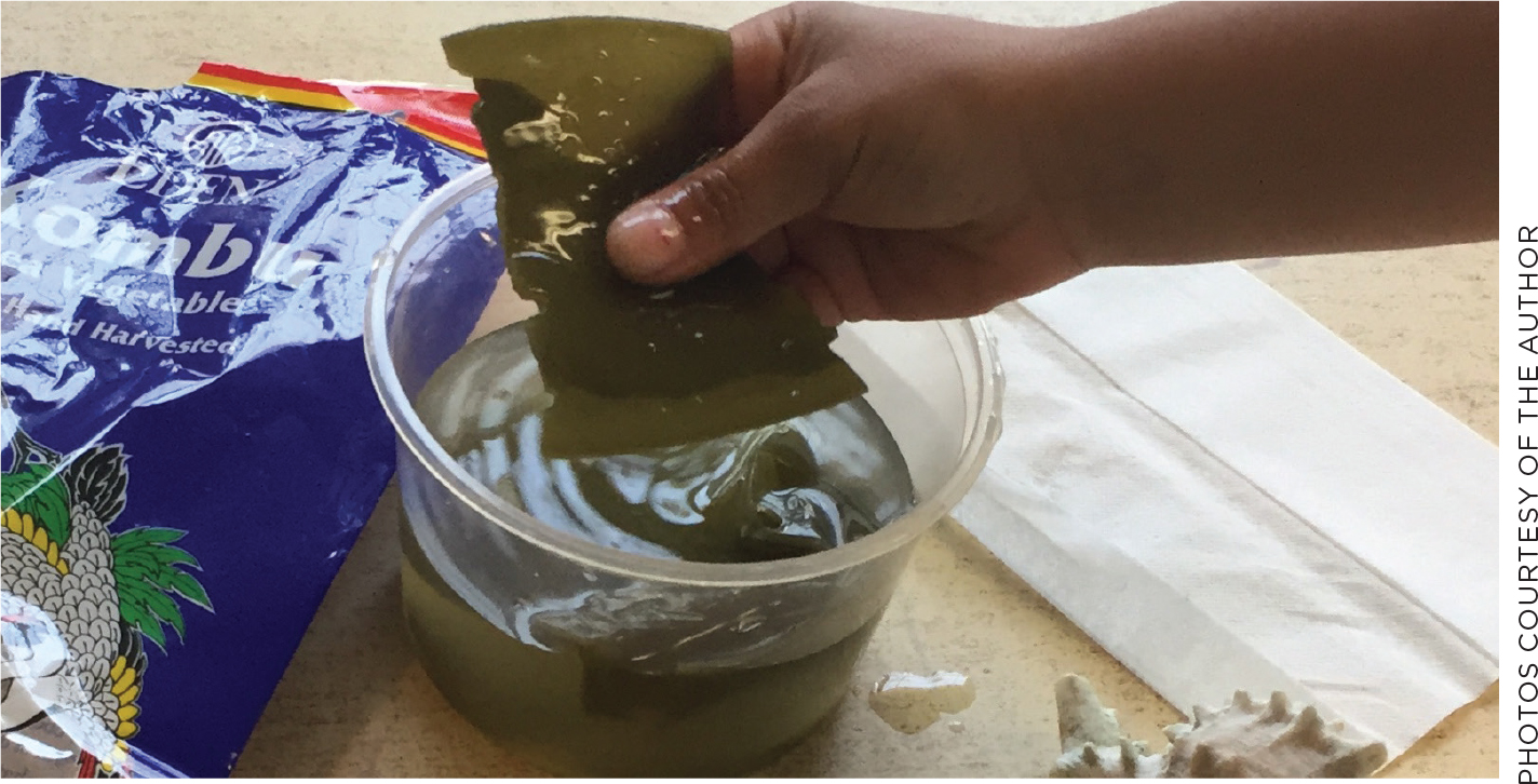 Examining seaweed evokes the seaside.