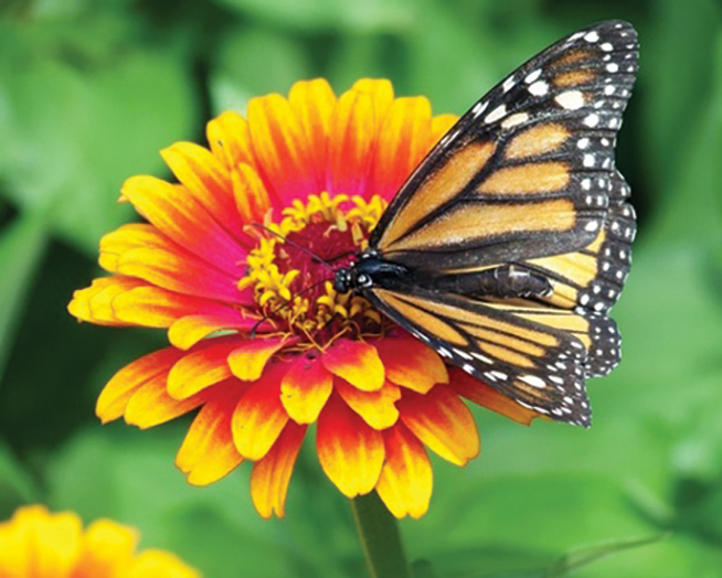 Monarch butterfly