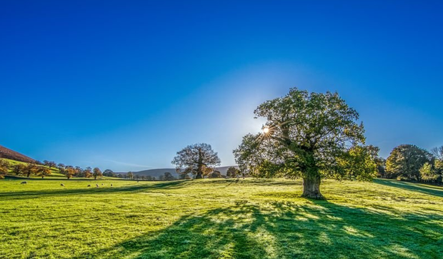 Sunny Day with Grass with Trees