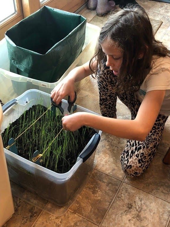 Figure 3. An Agronomy Project Kit participant trims the brome grass in her forage kit.