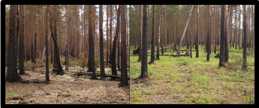 This is photographic evidence showing ecological succession. Photographic evidence can be valuable when analyzing data (https://commons.wikimedia.org; see Resources).