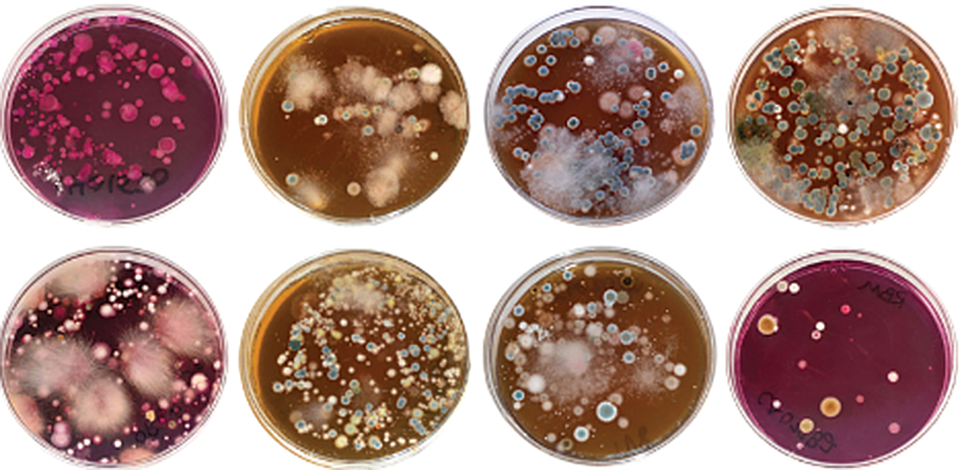 Participants receive feedback and information on their soil microbes, including a petri dish image of the cultured sample.