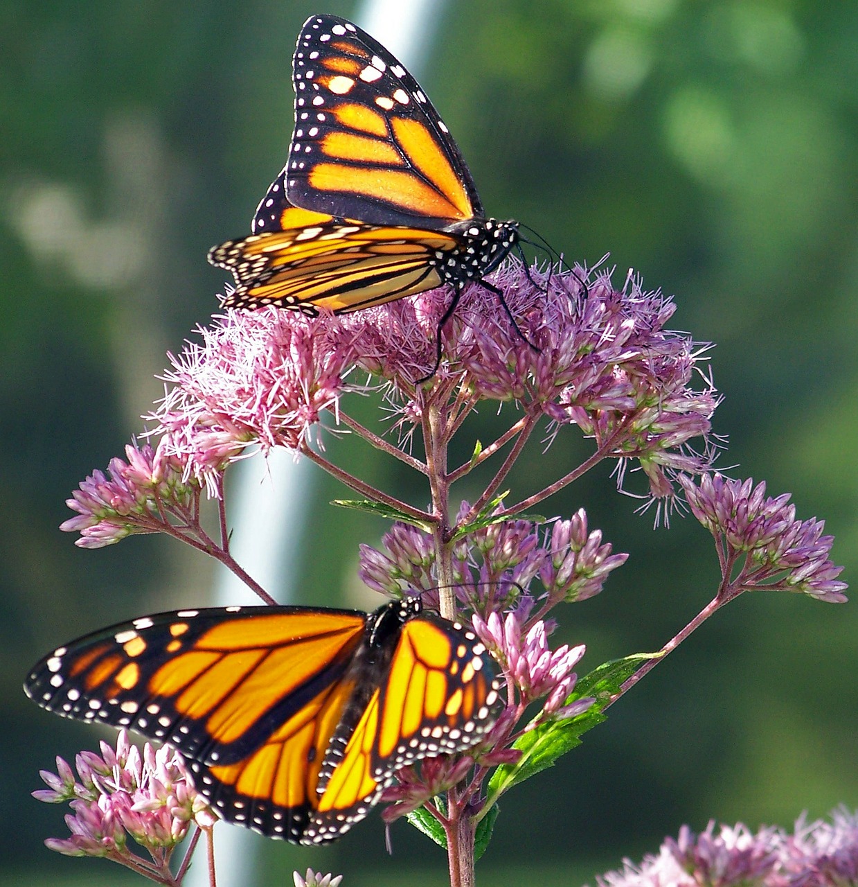 Monarch Butterfly on Milkweed