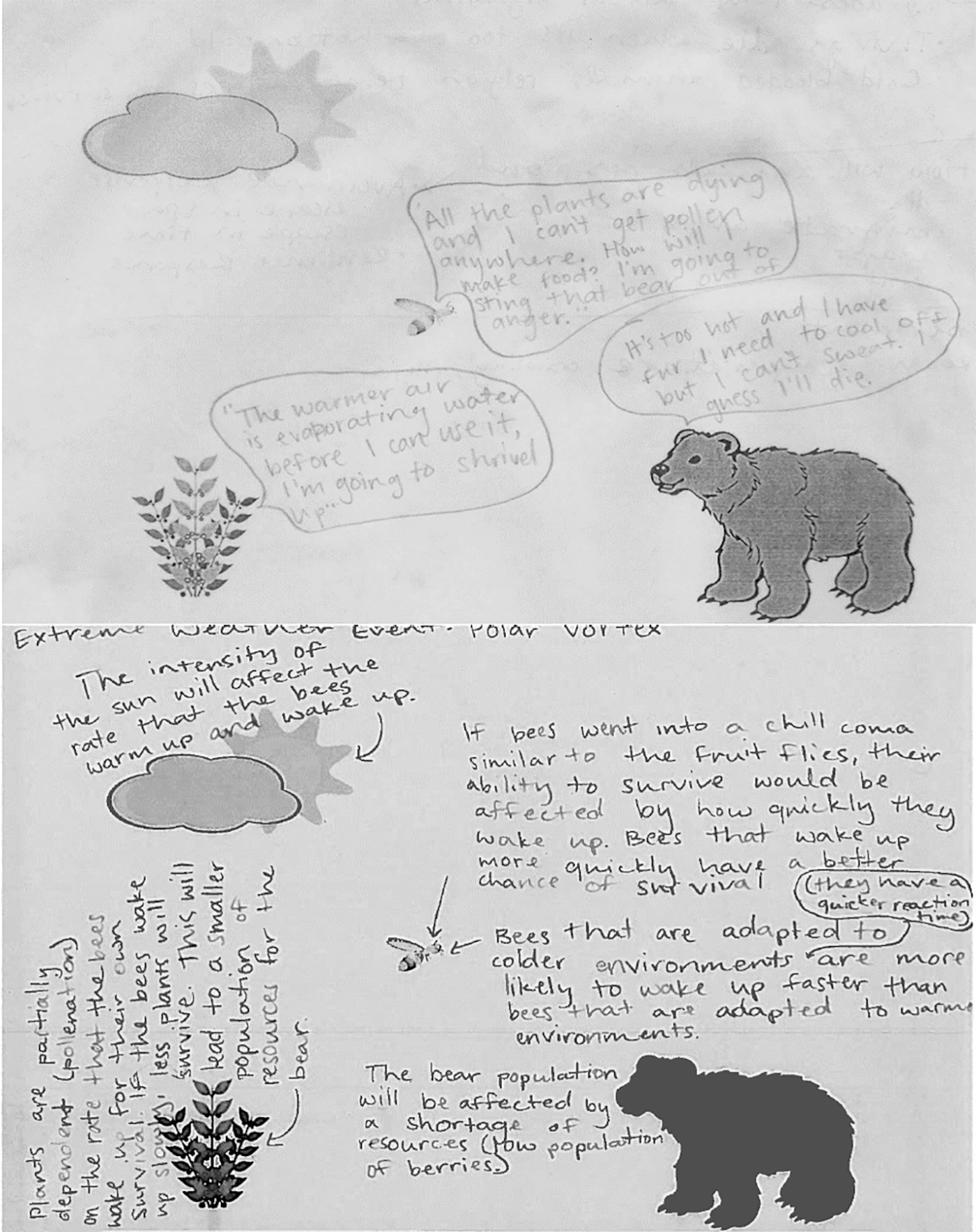 A student’s initial (top) and final (bottom) concept sketches. This student initially considered how a berry plant and bear would individually be affected by increased temperatures, but recognized that the bees might be affected by the death of plants (though not acknowledging any direct effects of climate change on bees). In the final sketch, the student recognized varying intensities of climate effects and the interactions among organisms within an ecosystem.