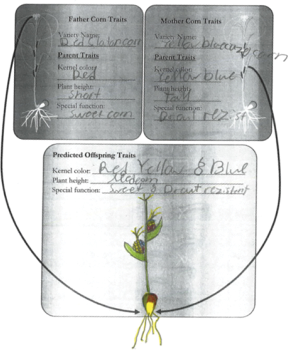 Student worksheet with prediction of combined traits in the offspring plant based on the parent plants’ traits.