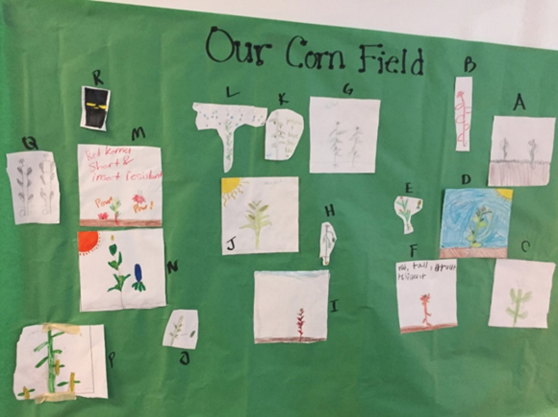Creating a classroom cornfield.